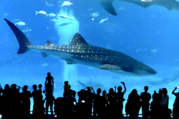 美ら海水族館の巨大水槽