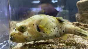 DMMかりゆし水族館
