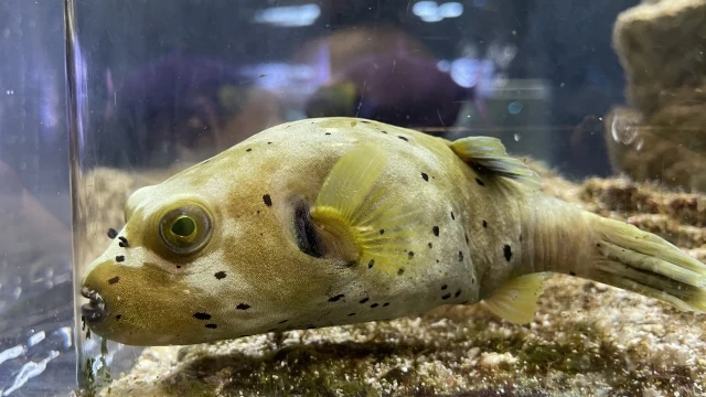 DMMかりゆし水族館