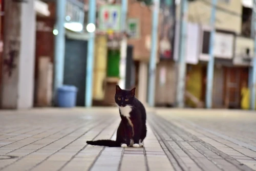 国際通りの路地に佇む猫