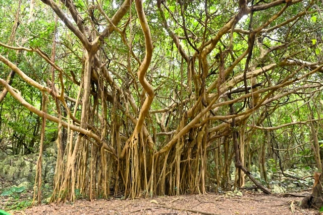 アスムイハイクスのガジュマル