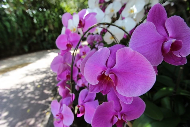 ビオスの丘 らん祭りうりずん