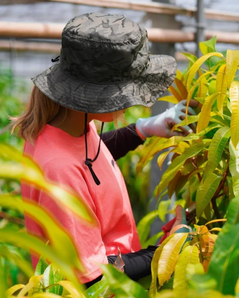 マンゴー収穫体験