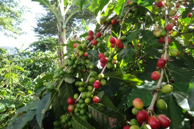 コーヒーの木