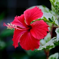 ハイビスカス