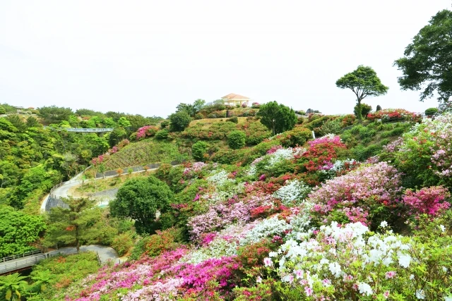 東村村民の森つつじ園