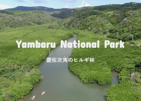 東村ふれあいヒルギ公園