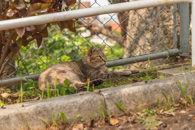 希望ヶ丘公園の猫