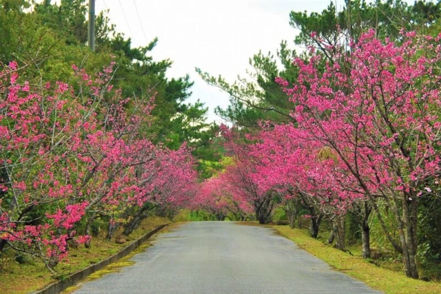 久米島アーラ林道の桜