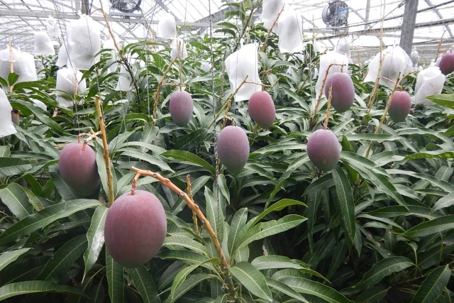 木に実るマンゴー