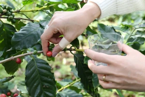 コーヒー収穫体験