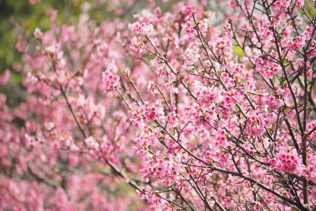 那覇漫湖公園の桜