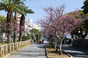 与儀公園の桜