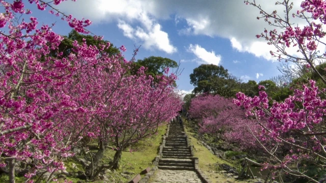 今帰仁グスク桜まつり