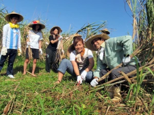 サトウキビ刈り体験