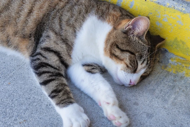 奥武島でごろ寝する猫