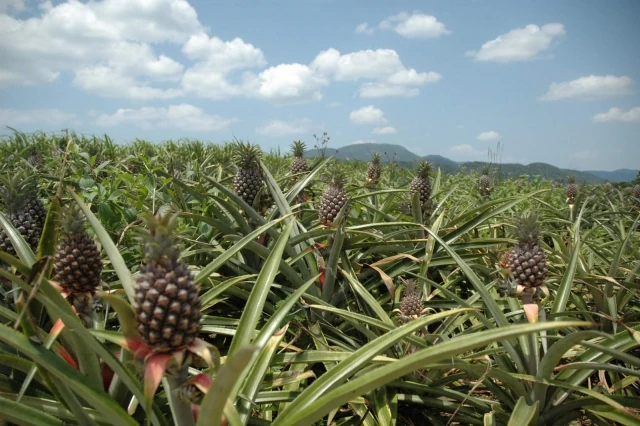 パイナップル畑