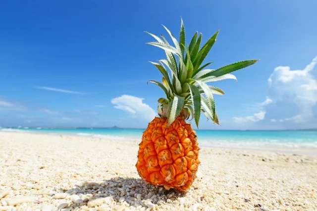 石垣島 パイナップル