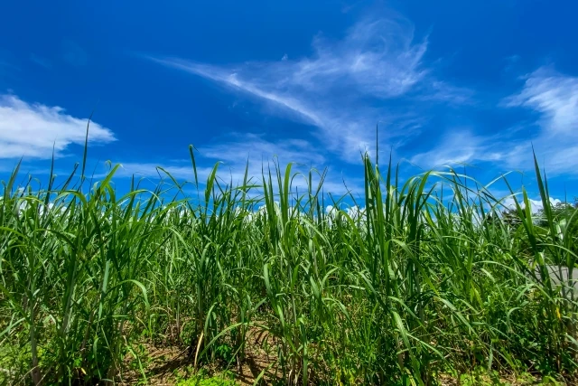 雄大なサトウキビ畑
