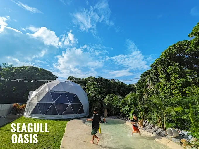 seagull oasis