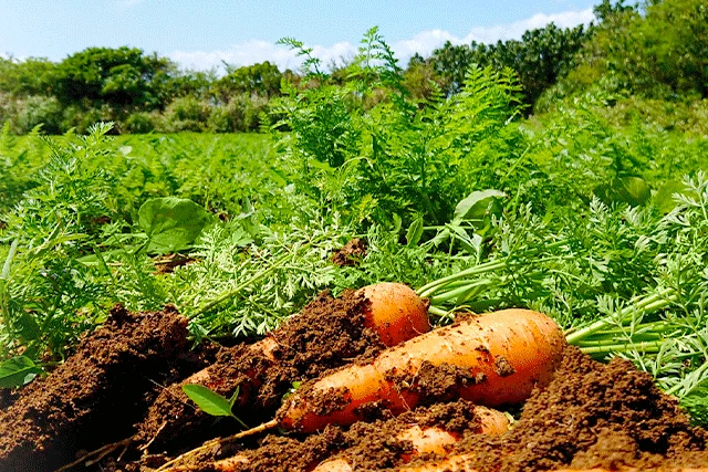 津堅島のにんじん