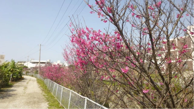 ヌーリ川の桜並木
