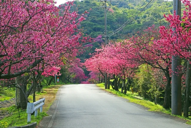 もとぶ八重岳桜まつり