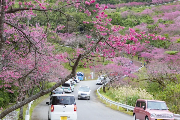 八重岳(本部町)の桜並木