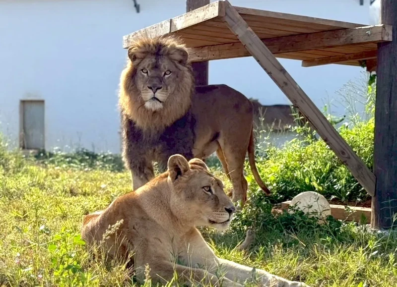 やんばるライオン